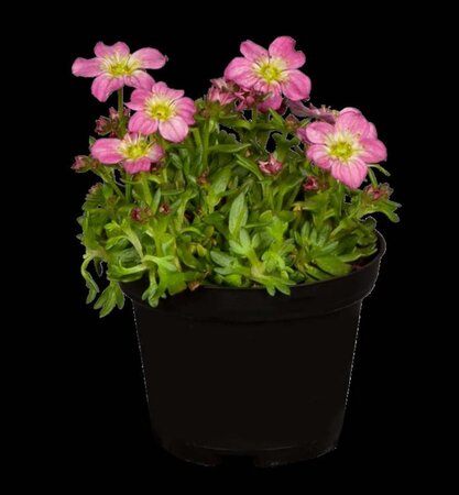 Saxifraga arendsii geen maat specificatie 0,55L/P9cm - afbeelding 2