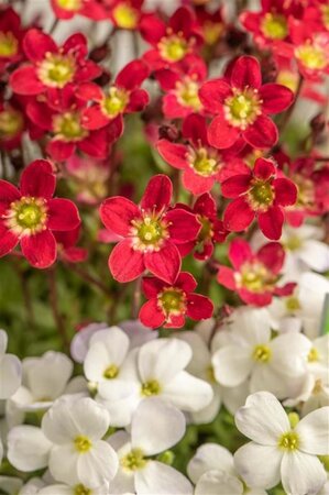 Saxifraga arendsii geen maat specificatie 0,55L/P9cm - afbeelding 3