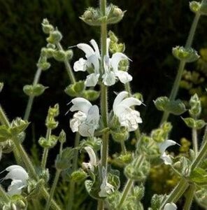 Salvia argentea geen maat specificatie 0,55L/P9cm - afbeelding 7