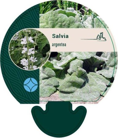 Salvia argentea geen maat specificatie 0,55L/P9cm - afbeelding 8