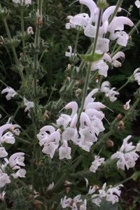 Salvia argentea geen maat specificatie 0,55L/P9cm - afbeelding 4