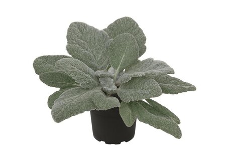 Salvia argentea geen maat specificatie 0,55L/P9cm - afbeelding 5