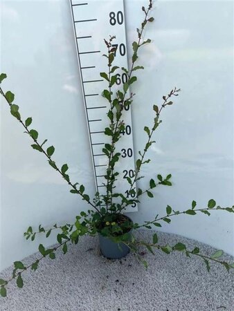 Salix aurita 60-80 cm cont. 2,0L - afbeelding 1