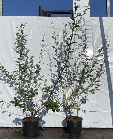 Salix aurita 60-80 cm cont. 2,0L - afbeelding 2