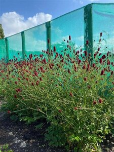 Sanguisorba 'Beetlewings' geen maat specificatie 0,55L/P9cm