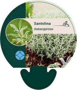 Santolina chamaecyparissus geen maat specificatie 0,55L/P9cm - afbeelding 2