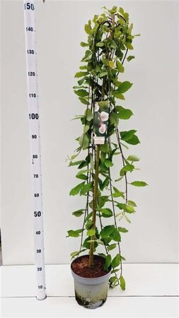 Salix caprea 'Kilmarnock' 120 cm stam cont. 5,0L - afbeelding 1