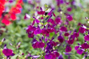 Salvia gr. 'Amethyst Lips' geen maat specificatie 0,55L/P9cm - afbeelding 1