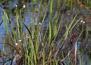 Sagittaria graminea geen maat specificatie 0,55L/P9cm