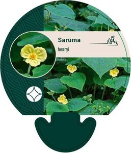 Saruma henryi geen maat specificatie 0,55L/P9cm