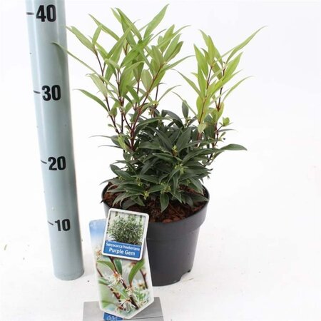 Sarcococca h. Purple Gem 20-25 cm cont. 2,0L