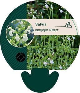 Salvia micr. 'Gletsjer' geen maat specificatie 0,55L/P9cm