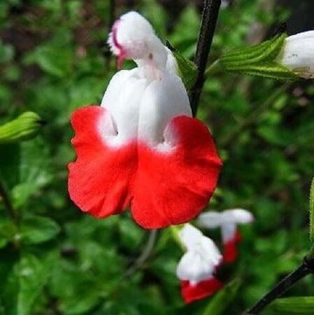 Salvia micr. 'Hot Lips' geen maat specificatie 0,55L/P9cm - afbeelding 4