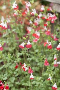 Salvia micr. 'Hot Lips' geen maat specificatie 0,55L/P9cm - afbeelding 1