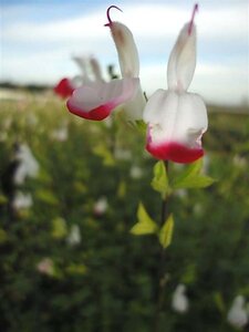 Salvia micr. 'Hot Lips' geen maat specificatie 0,55L/P9cm - afbeelding 5