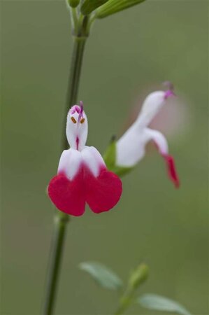 Salvia micr. 'Hot Lips' geen maat specificatie 0,55L/P9cm - afbeelding 2