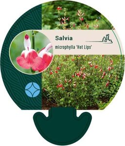 Salvia micr. 'Hot Lips' geen maat specificatie 0,55L/P9cm - afbeelding 8