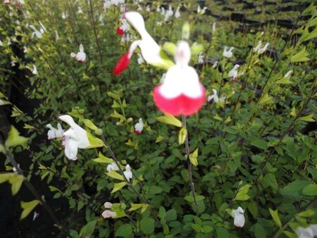 Salvia micr. 'Hot Lips' geen maat specificatie 0,55L/P9cm - afbeelding 6