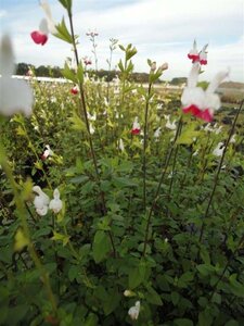 Salvia micr. 'Hot Lips' geen maat specificatie 0,55L/P9cm - afbeelding 7