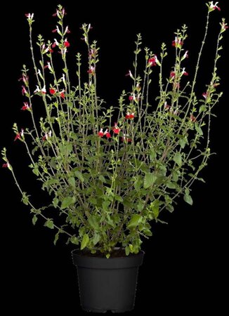 Salvia micr. 'Hot Lips' geen maat specificatie 0,55L/P9cm - afbeelding 3