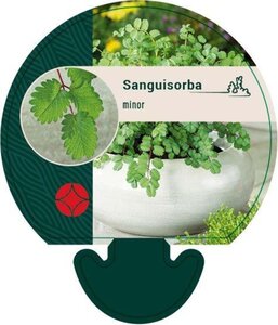 Sanguisorba minor geen maat specificatie 0,55L/P9cm - afbeelding 3