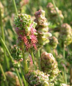 Sanguisorba minor geen maat specificatie 0,55L/P9cm - afbeelding 1