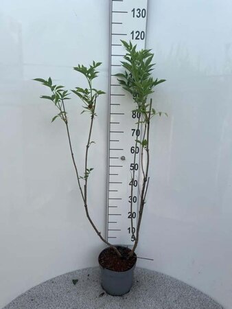 Sambucus nigra 100-125 cm cont. 5,0L