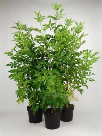 Sambucus nigra 100-125 cm cont. 7,5L - afbeelding 1