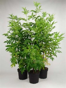 Sambucus nigra 100-125 cm cont. 7,5L - afbeelding 2