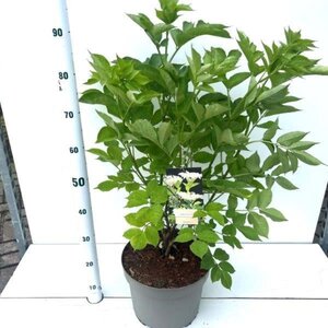 Sambucus nigra 80-100 cm cont. 10L - afbeelding 1