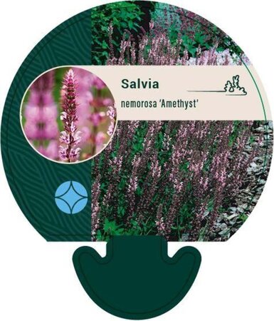 Salvia nem. 'Amethyst' geen maat specificatie 0,55L/P9cm - afbeelding 1