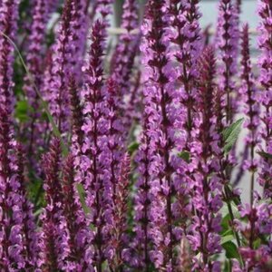 Salvia nem. 'Amethyst' geen maat specificatie 0,55L/P9cm - afbeelding 2