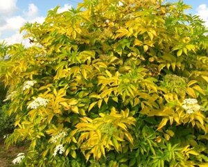 Sambucus nigra 'Aurea' 40-50 cm cont. 3,0L