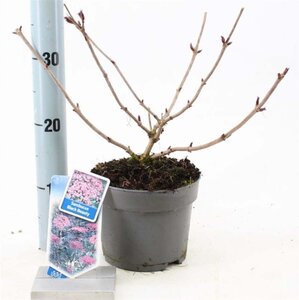 Sambucus nigra Black Beauty 30-40 cm cont. 2,0L - afbeelding 1