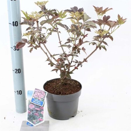 Sambucus nigra Black Beauty 30-40 cm cont. 2,0L - afbeelding 2