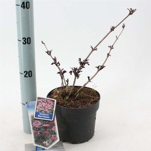 Sambucus nigra Black Beauty 30-40 cm cont. 2,0L - afbeelding 3