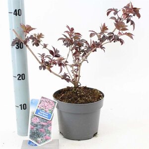 Sambucus nigra Black Beauty 30-40 cm cont. 2,0L - afbeelding 4