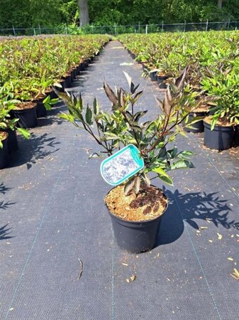 Sambucus nigra Black Beauty 30-40 cm cont. 3,0L - afbeelding 1