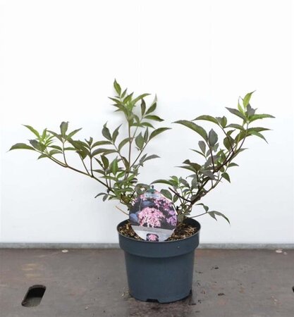 Sambucus nigra Black Beauty 30-40 cm cont. 3,0L - afbeelding 4