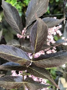 Sambucus nigra Black Beauty 40-50 cm cont. 3,0L - afbeelding 1