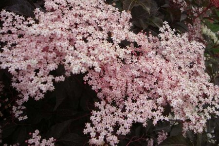 Sambucus nigra Black Beauty 40-50 cm cont. 3,0L - afbeelding 2