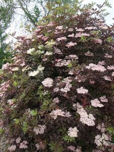 Sambucus nigra Black Beauty 40-50 cm cont. 3,0L - afbeelding 4