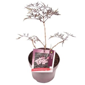 Sambucus nigra Black Lace 30-40 cm cont. 3,0L - afbeelding 2