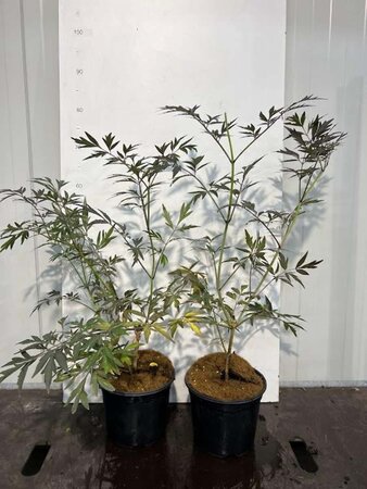 Sambucus nigra Black Lace 30-40 cm cont. 3,0L - afbeelding 3