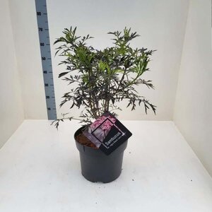 Sambucus nigra Black Lace 60-80 cm cont. 10L - afbeelding 1