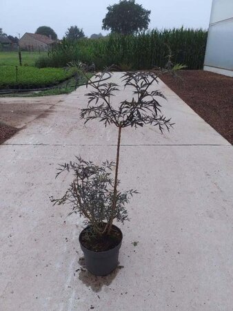 Sambucus nigra Black Lace 60-80 cm cont. 10L - afbeelding 2