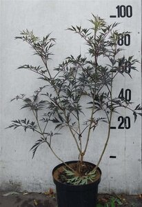 Sambucus nigra Black Lace 60-80 cm cont. 10L - afbeelding 3