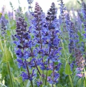 Salvia nem. 'Blauhügel' geen maat specificatie 0,55L/P9cm - afbeelding 2