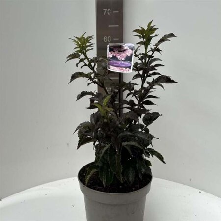 Sambucus nigra Black Tower 40-50 cm cont. 5,0L - afbeelding 2