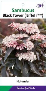 Sambucus nigra Black Tower 40-50 cm cont. 5,0L - afbeelding 1